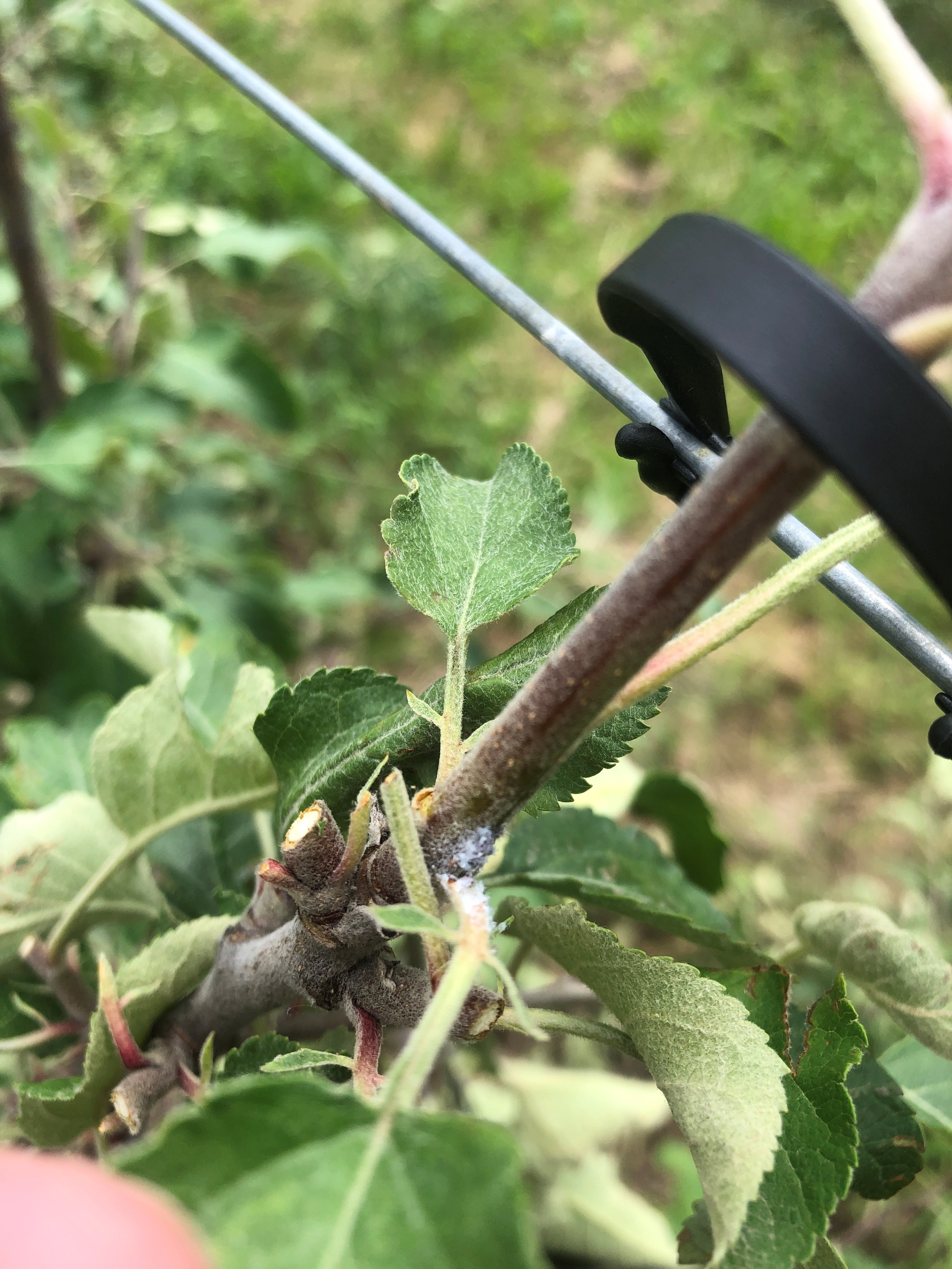 woolly apple aphid 2021